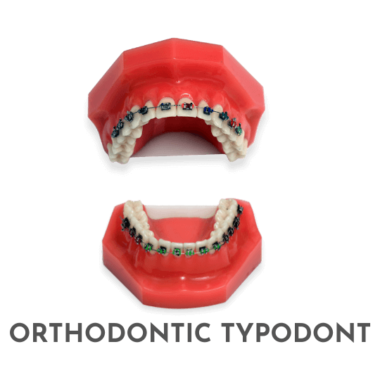 orthodontic typodont 